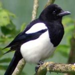 image of bird