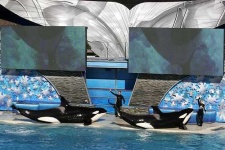 image of killer_whale #27