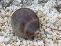 image of hermit_crab