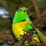 image of bird