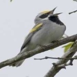 image of bird