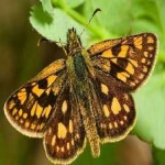 image of animal