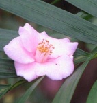 image of flower