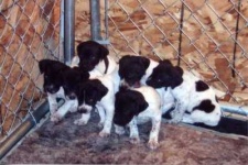 image of german_short_haired_pointer
