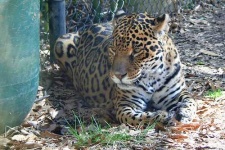 image of jaguar_car
