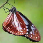 image of animal