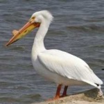image of bird