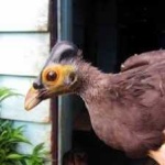 image of bird