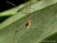 image of harvestman