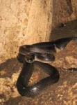 image of indian_cobra #23