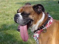 image of boxer