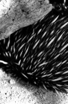 image of echidna
