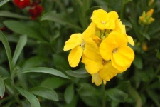 image of flower