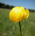 image of flower