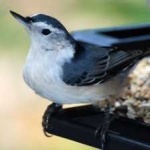 image of crested_nuthatch #33