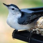 image of bird