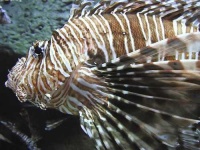 image of lionfish