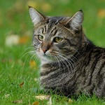 image of tiger_cat