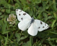 image of cabbage_butterfly