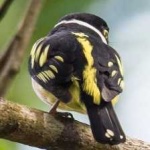 image of bird