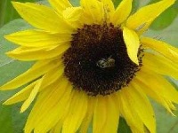 image of sunflower