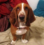 image of basset