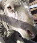 image of animal