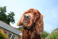 image of irish_setter #10