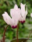 image of flower