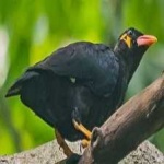 image of enggano_myna #5