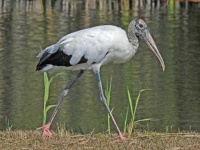 image of stork
