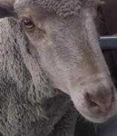 image of animal