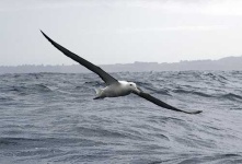 image of albatross