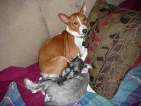 image of basenji