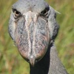 image of bird