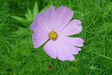 image of flower
