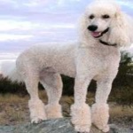 image of animal