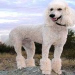 image of poodle #9