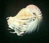 image of chambered_nautilus