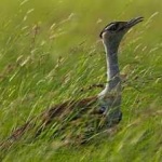 image of bird