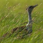 image of indian_bustard #0