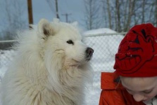 image of samoyed #19