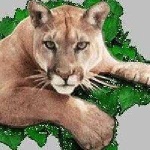 image of cougar_face