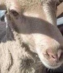 image of animal