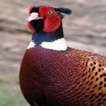 image of bird