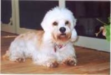 image of dandie_dinmont
