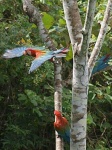 image of macaw