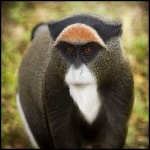 image of guenon