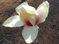 image of magnolia #56