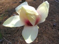 image of flower